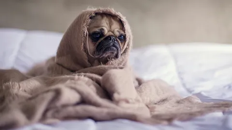 A photo of a Pug wrapped in a blanket. Illustrates [alt text].