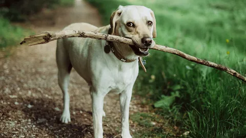 A photo of a dog holding a large stick with its mouth. Illustrates [alt text].