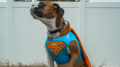 A photo of a Boxer dog in a Superman costume. Illustrates [alt text].