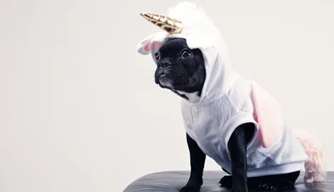 A photo of a dog in a unicorn costume. Illustrates [alt text].