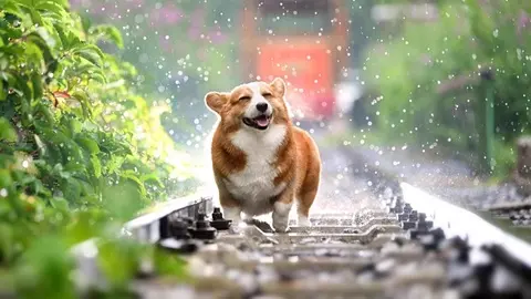 A photo of a Corgi dog in a miniature train track smiling under the rain. Illustrates [alt text].