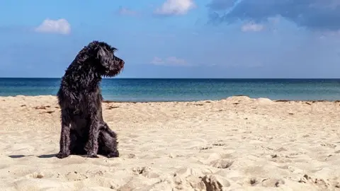 A photo of a black dog in the beach. Illustrates [alt text].