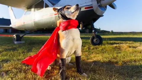 A photo of a Shiba Inu dressed as a pilot in front of a plane. Illustrates [alt text].