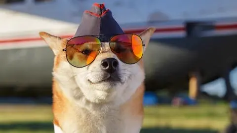 A photograph of a Shiba Inu wearing a gray hat and cool sunglasses. Illustrates [alt text].