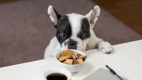 A photo of a French Bulldog eagerly eyeing a bowl of snacks. Illustrates [alt text].