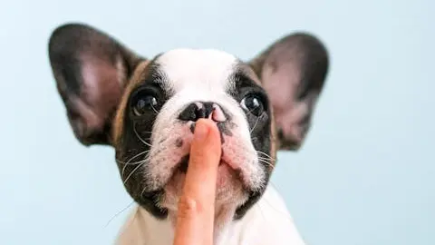 A photo of a person blocking a french bulldog's mouth with their pointer finger. Illustrates [alt text].