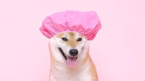 A photo of a shiba inu dog wearing a pink shower cap. Illustrates [alt text].