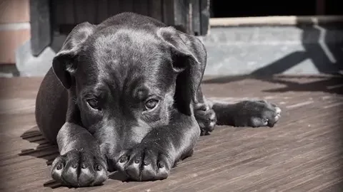 A photo of a cute puppy with a sad expression.