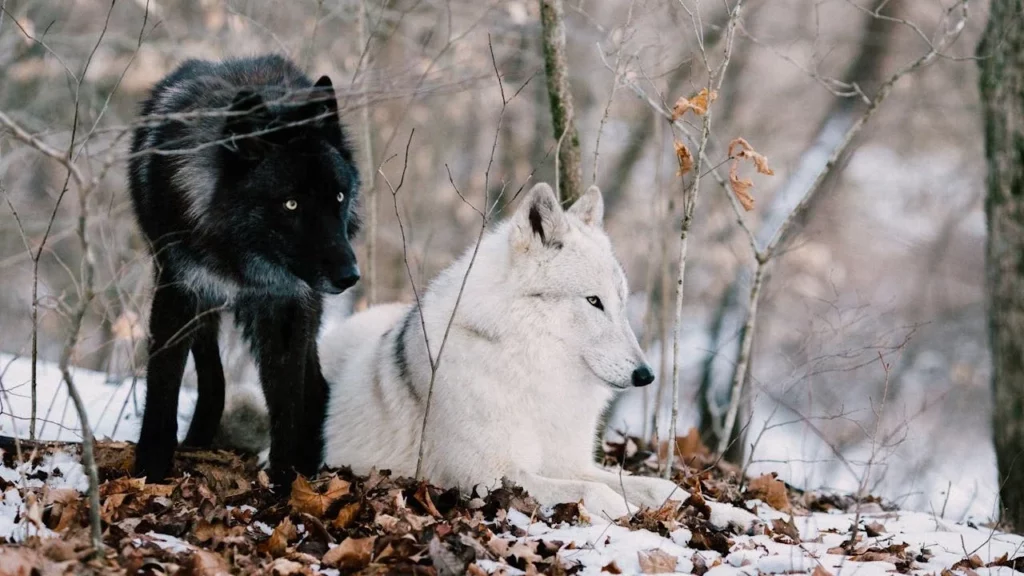 pexels-shelby-waltz-31301228-6970826 Two wolves, one white wolf and one black wolf in a snowy forest.