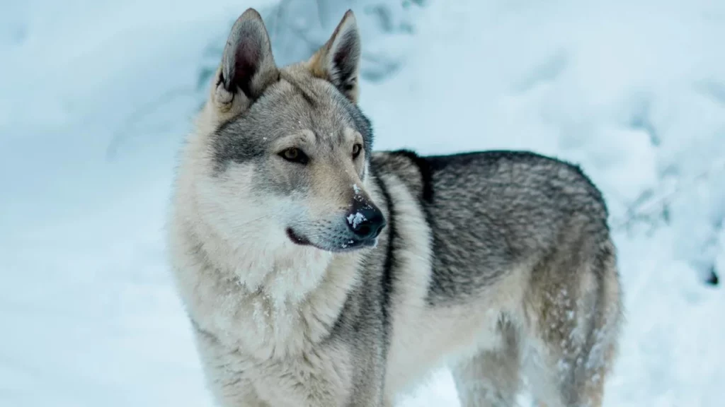 A photo of a lone wolf standing in deep snow
