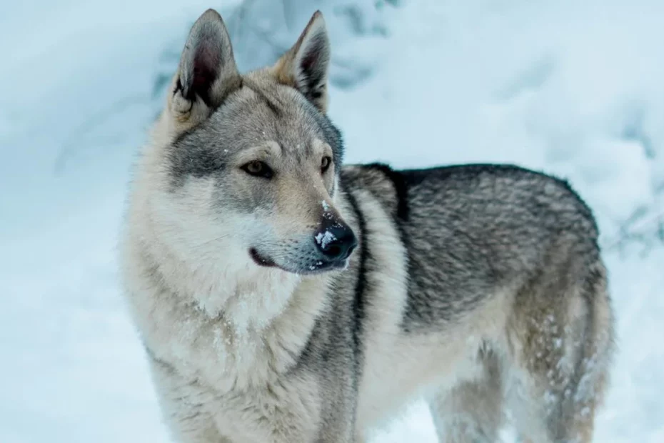 A photo of a lone wolf standing in deep snow